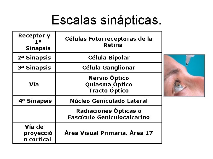 Escalas sinápticas. Receptor y 1ª Sinapsis Células Fotorreceptoras de la Retina 2ª Sinapsis Célula