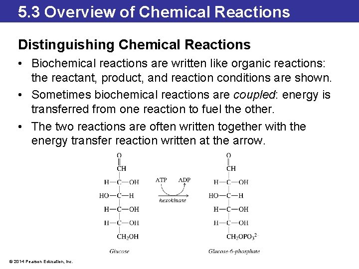 5. 3 Overview of Chemical Reactions Distinguishing Chemical Reactions • Biochemical reactions are written