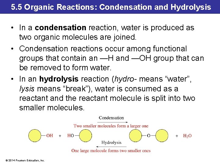 5. 5 Organic Reactions: Condensation and Hydrolysis • In a condensation reaction, water is