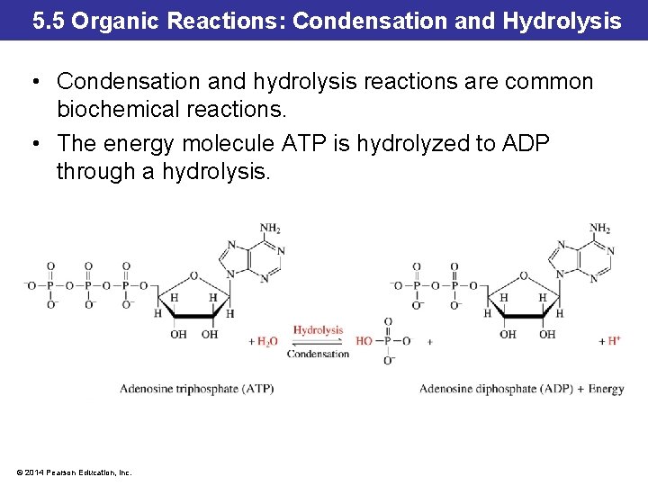 5. 5 Organic Reactions: Condensation and Hydrolysis • Condensation and hydrolysis reactions are common