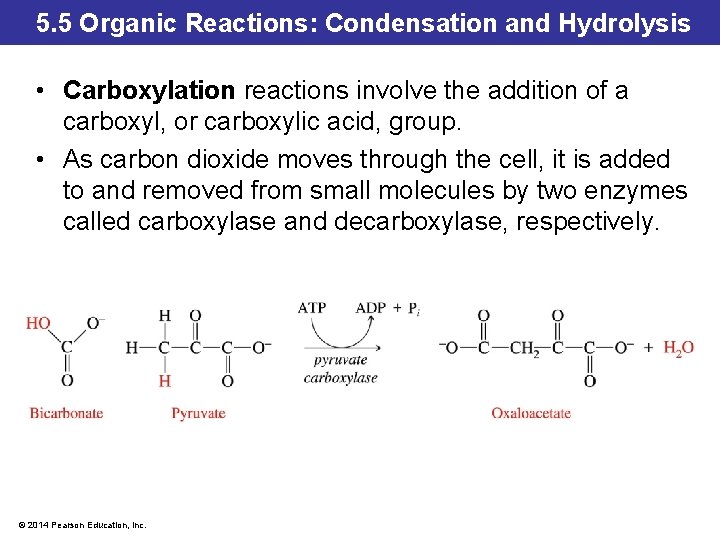 5. 5 Organic Reactions: Condensation and Hydrolysis • Carboxylation reactions involve the addition of