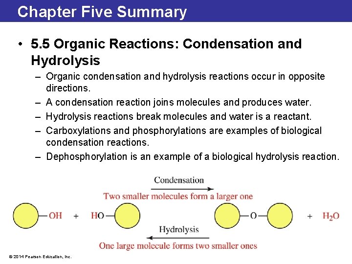 Chapter Five Summary • 5. 5 Organic Reactions: Condensation and Hydrolysis – Organic condensation