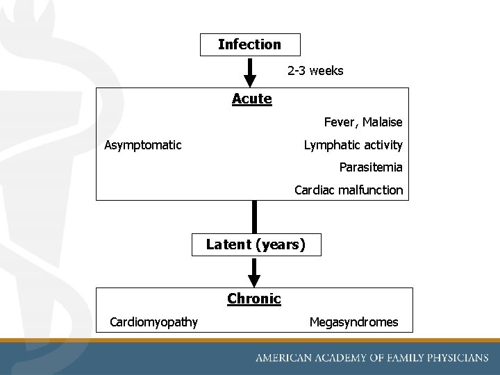 Infection 2 -3 weeks Acute Fever, Malaise Asymptomatic Lymphatic activity Parasitemia Cardiac malfunction Latent