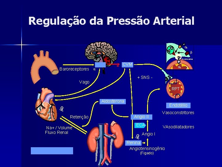 Regulação da Pressão Arterial a 2 - + b Noradrenalina Baroreceptores CVM a 1