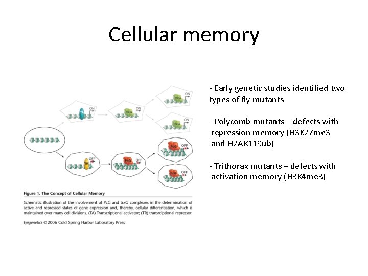 Cellular memory - Early genetic studies identified two types of fly mutants - Polycomb