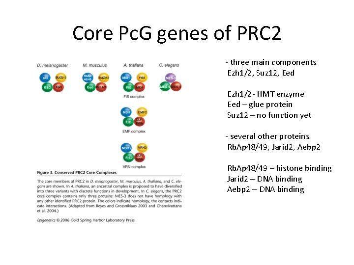 Core Pc. G genes of PRC 2 - three main components Ezh 1/2, Suz
