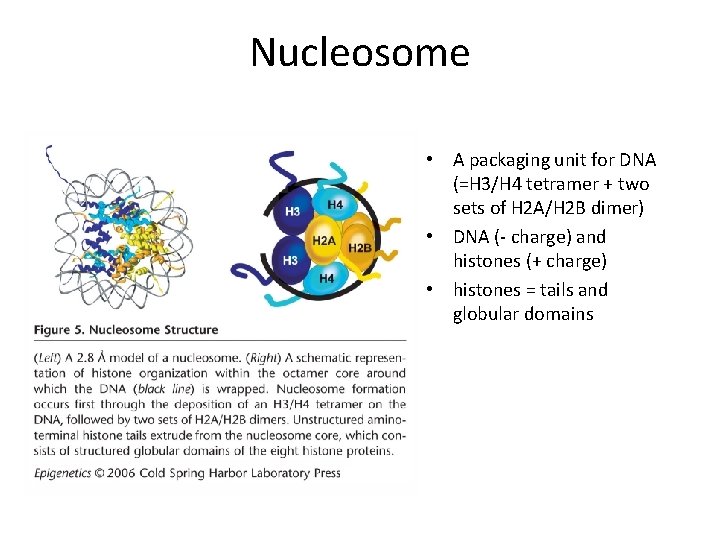 Nucleosome • A packaging unit for DNA (=H 3/H 4 tetramer + two sets