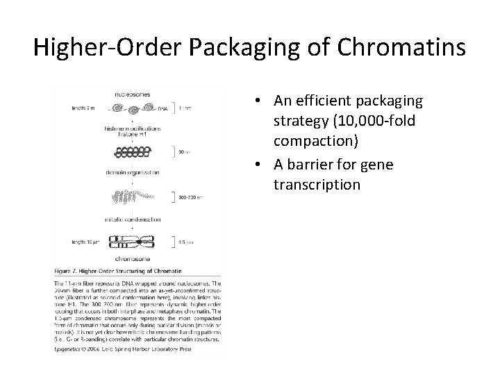 Higher-Order Packaging of Chromatins • An efficient packaging strategy (10, 000 -fold compaction) •