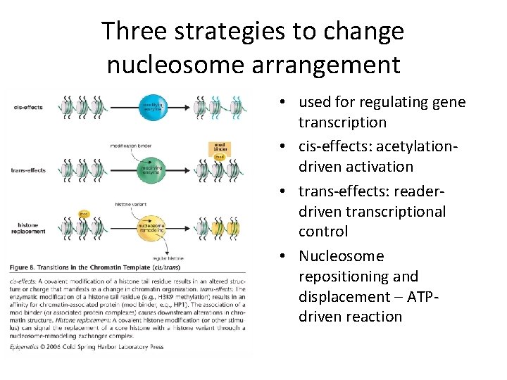 Three strategies to change nucleosome arrangement • used for regulating gene transcription • cis-effects: