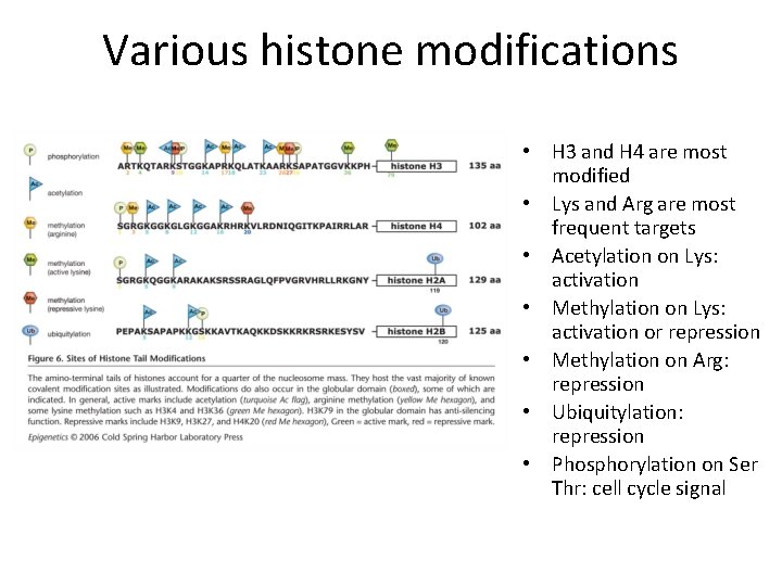 Various histone modifications • H 3 and H 4 are most modified • Lys