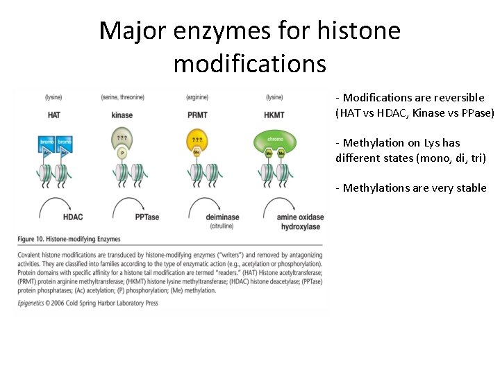 Major enzymes for histone modifications - Modifications are reversible (HAT vs HDAC, Kinase vs
