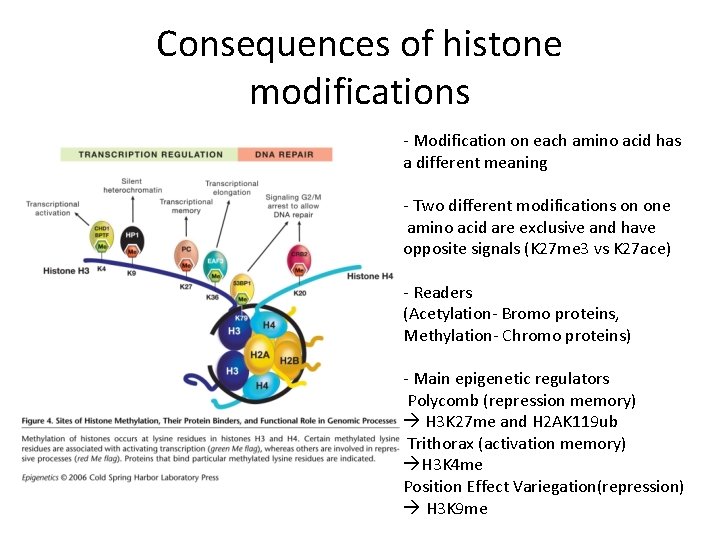 Consequences of histone modifications - Modification on each amino acid has a different meaning