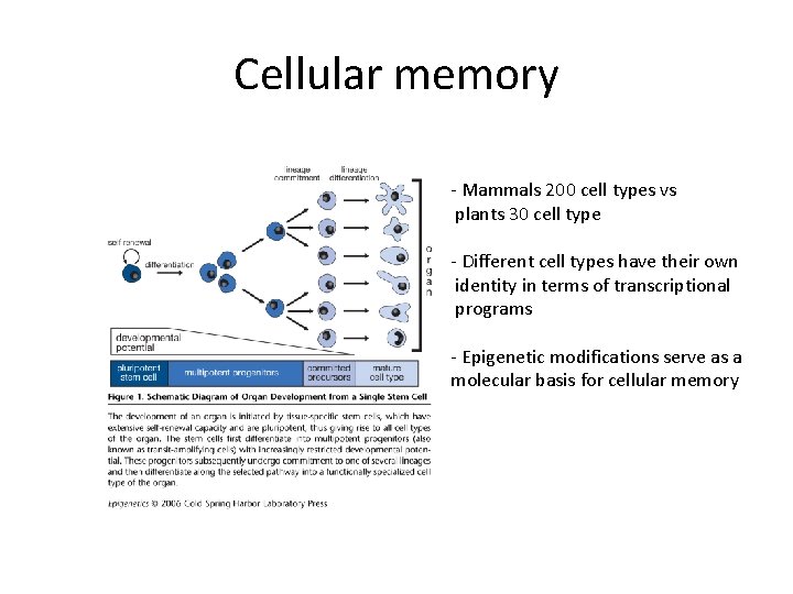 Cellular memory - Mammals 200 cell types vs plants 30 cell type - Different