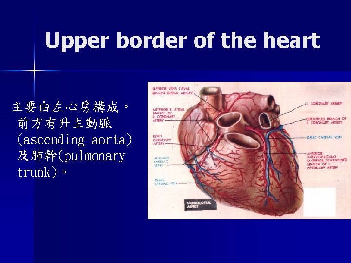 Upper border of the heart 主要由左心房構成。 前方有升主動脈 (ascending aorta) 及肺幹(pulmonary trunk)。 