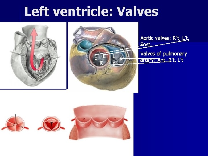 Left ventricle: Valves Aortic valves: R’t, L’t, Post. P L R A Valves of