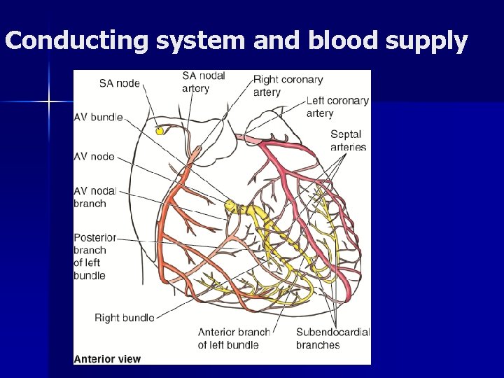 Conducting system and blood supply 