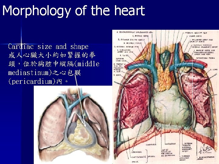 Morphology of the heart Cardiac size and shape 成人心臟大小約如緊握的拳 頭，位於胸腔中縱隔(middle mediastinum)之心包膜 (pericardium)內。 