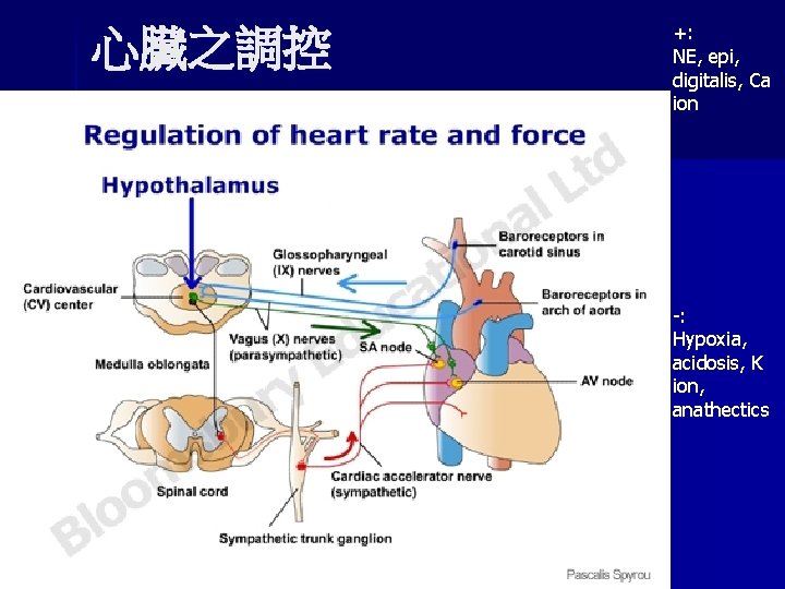 心臟之調控 +: NE, epi, digitalis, Ca ion -: Hypoxia, acidosis, K ion, anathectics 