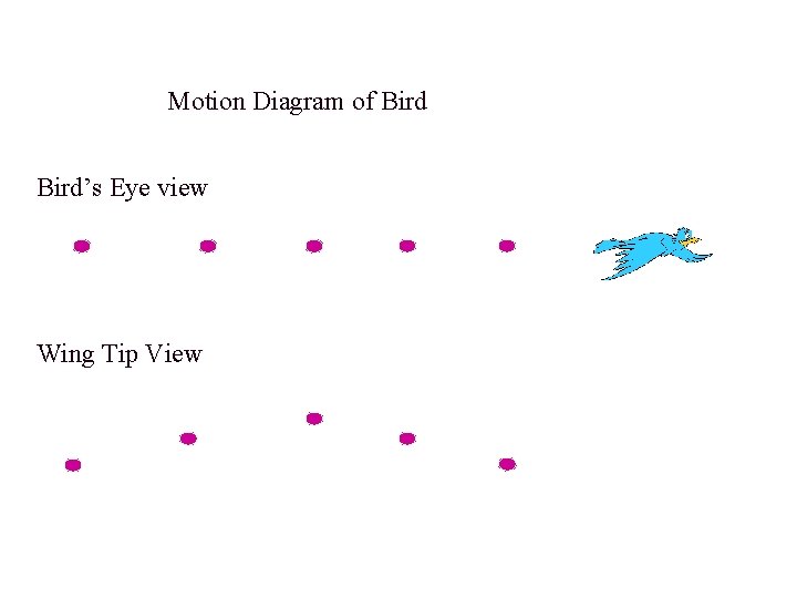 Motion Diagram of Bird’s Eye view Wing Tip View 