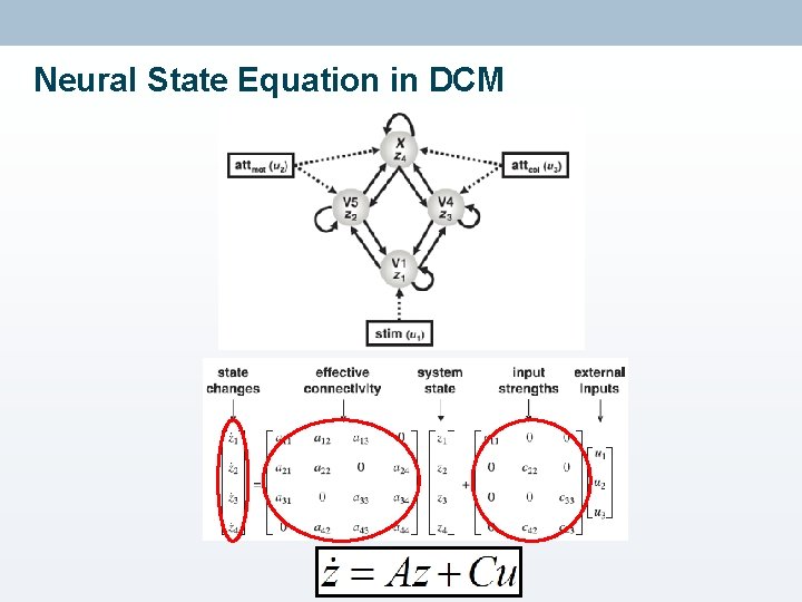 Neural State Equation in DCM 