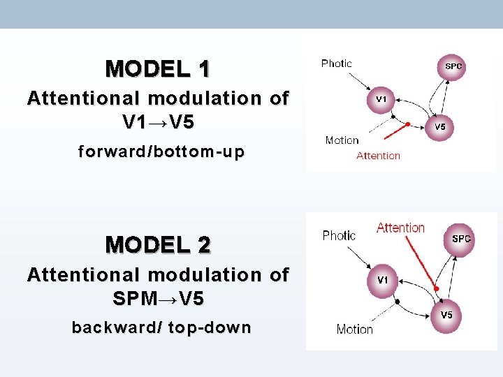 MODEL 1 Attentional modulation of V 1 → V 5 forward/bottom-up MODEL 2 Attentional