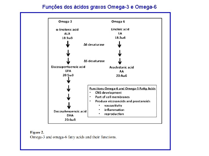 Funções dos ácidos graxos Omega-3 e Omega-6 