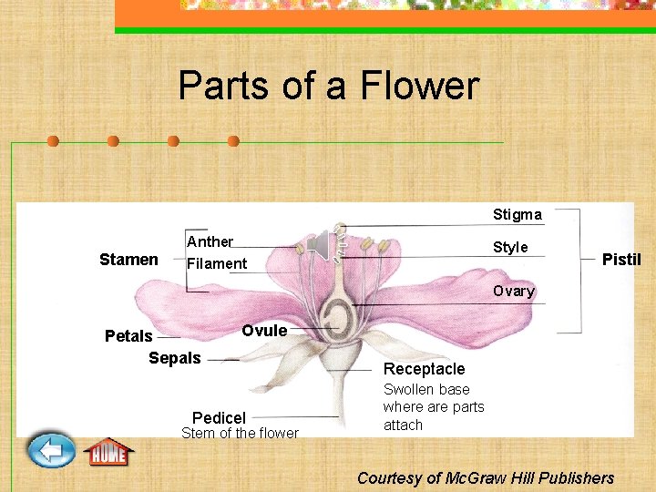 Parts of a Flower Stigma Anther Stamen Style Filament Pistil Ovary Petals Sepals Ovule