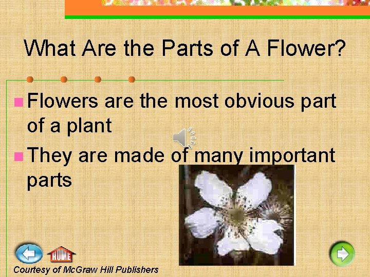 What Are the Parts of A Flower? n Flowers are the most obvious part