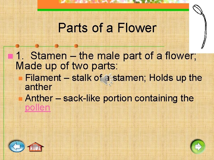 Parts of a Flower n 1. Stamen – the male part of a flower;