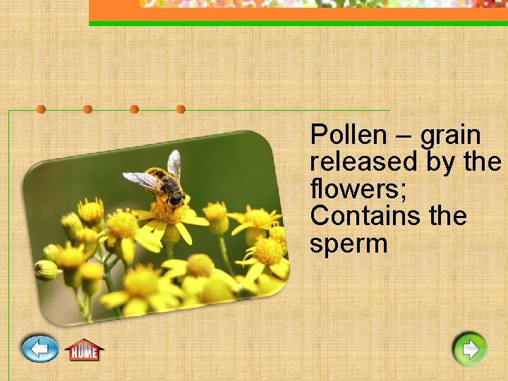 Pollen – grain released by the flowers; Contains the sperm 