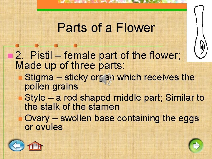 Parts of a Flower n 2. Pistil – female part of the flower; Made