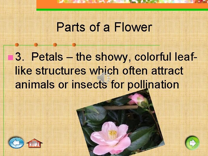 Parts of a Flower n 3. Petals – the showy, colorful leaflike structures which