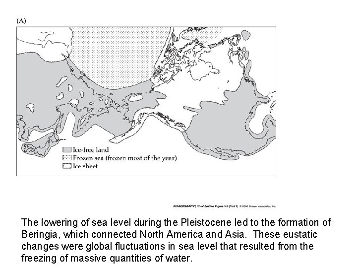 The lowering of sea level during the Pleistocene led to the formation of Beringia,