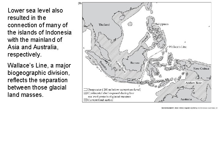 Lower sea level also resulted in the connection of many of the islands of