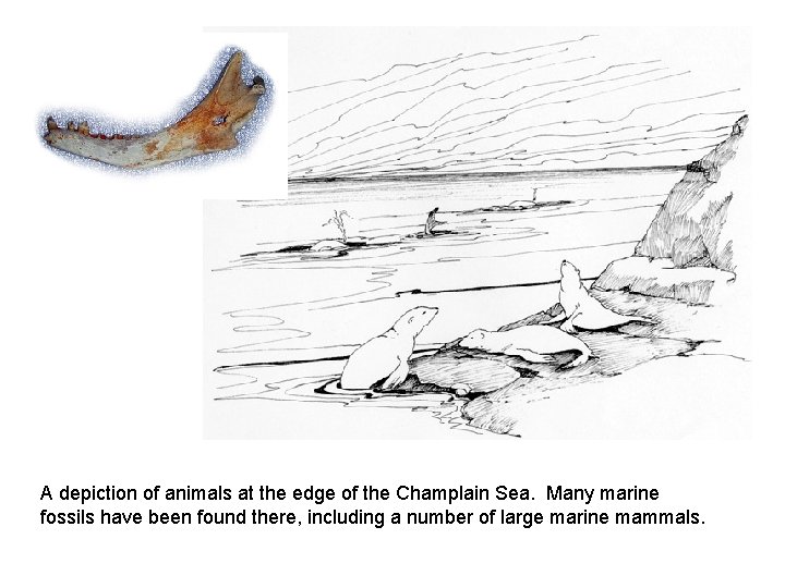 A depiction of animals at the edge of the Champlain Sea. Many marine fossils