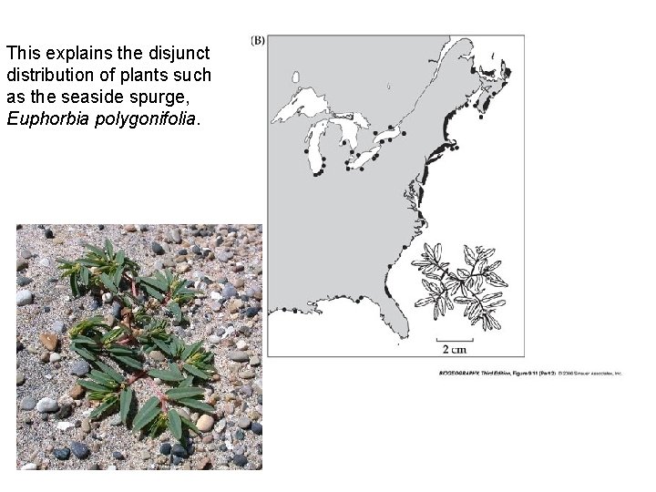 This explains the disjunct distribution of plants such as the seaside spurge, Euphorbia polygonifolia.