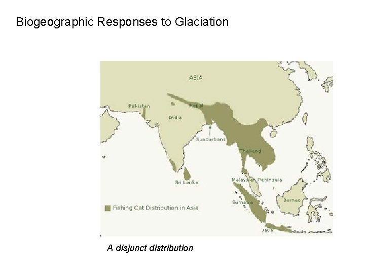 Biogeographic Responses to Glaciation A disjunct distribution 