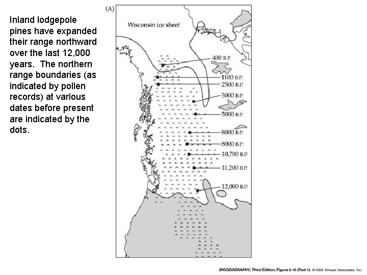 Inland lodgepole pines have expanded their range northward over the last 12, 000 years.