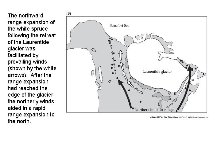 The northward range expansion of the white spruce following the retreat of the Laurentide