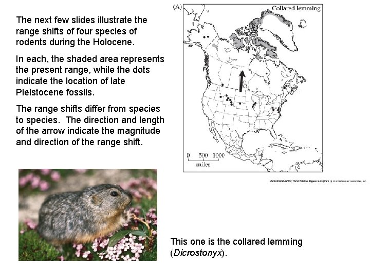 The next few slides illustrate the range shifts of four species of rodents during