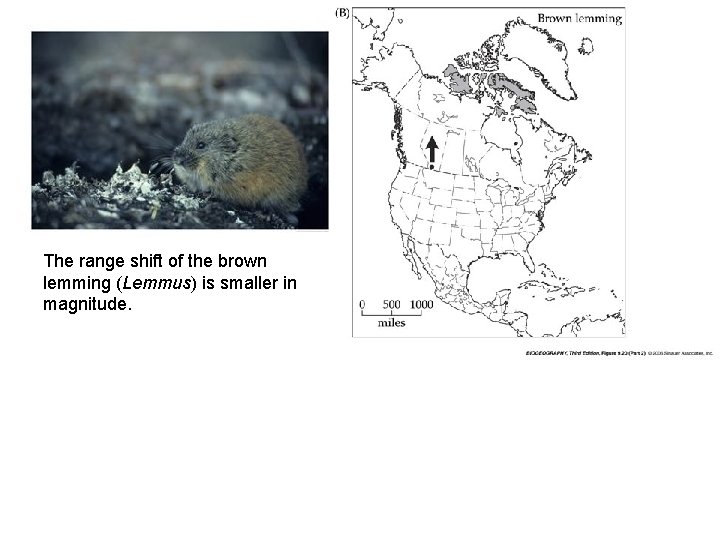 The range shift of the brown lemming (Lemmus) is smaller in magnitude. 