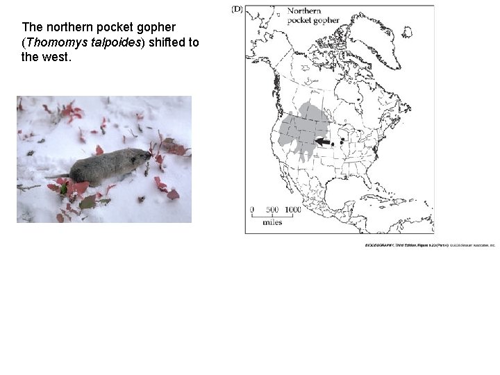 The northern pocket gopher (Thomomys talpoides) shifted to the west. 