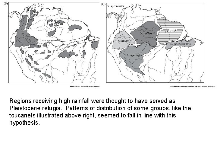 Regions receiving high rainfall were thought to have served as Pleistocene refugia. Patterns of