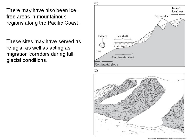 There may have also been icefree areas in mountainous regions along the Pacific Coast.