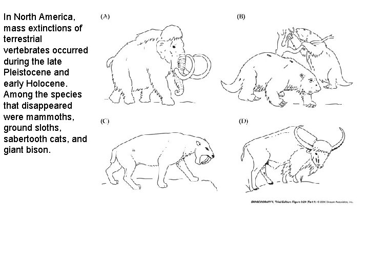 In North America, mass extinctions of terrestrial vertebrates occurred during the late Pleistocene and