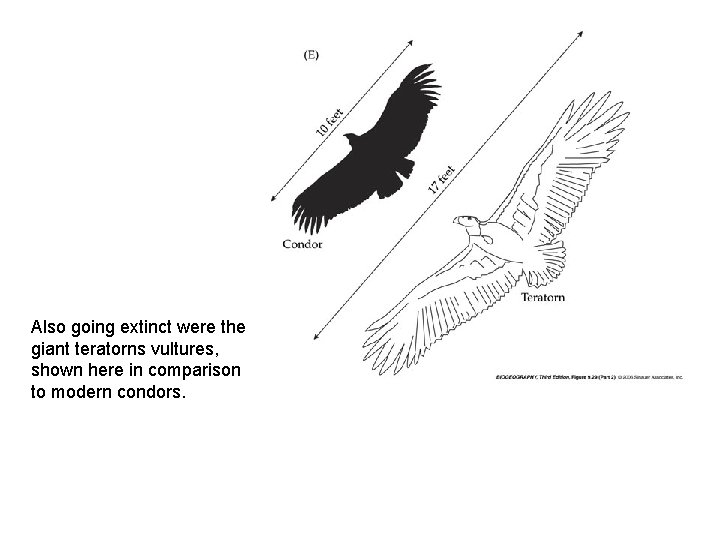 Also going extinct were the giant teratorns vultures, shown here in comparison to modern