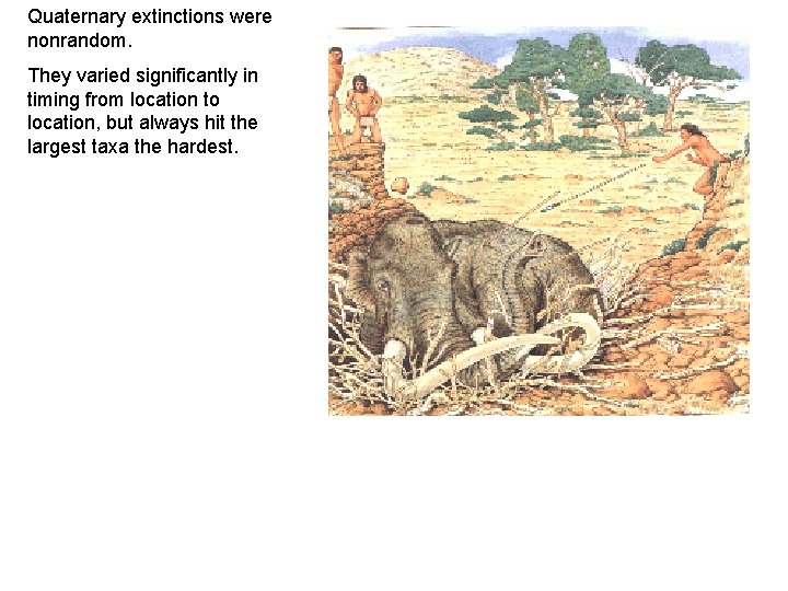 Quaternary extinctions were nonrandom. They varied significantly in timing from location to location, but