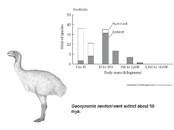 Geonynornis newtoni went extinct about 50 mya. 