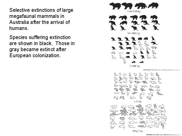 Selective extinctions of large megafaunal mammals in Australia after the arrival of humans. Species