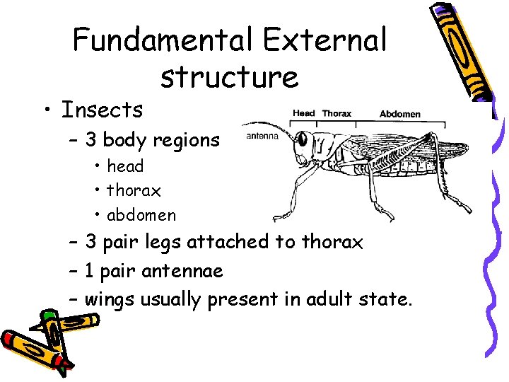 Fundamental External structure • Insects – 3 body regions • head • thorax •